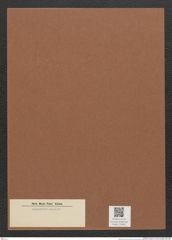 Diatomeae indet. Zeichnungen Sammlung Grunow Mappe 02901 (Herbarium_W_Grunow_drawings_Folder_02901)